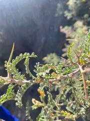 Adesmia miraflorensis