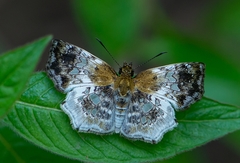 Diaeus lacaena