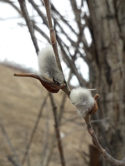Salix