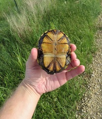 Kinosternon flavescens