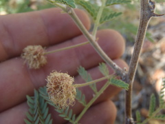 Mimosa grahamii