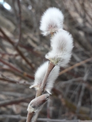 Salix
