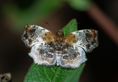 Diaeus lacaena