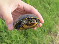 Kinosternon flavescens