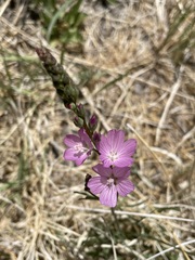 Sidalcea covillei