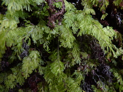 Hymenophyllum cuneatum