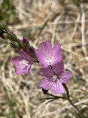 Sidalcea covillei