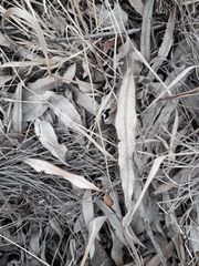 Salix