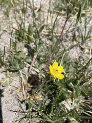 Potentilla gracilis elmeri