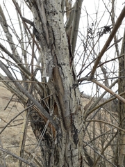 Salix