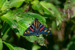 Mimoniades versicolor