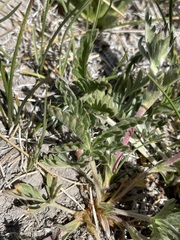 Potentilla gracilis elmeri