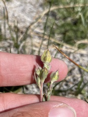 Potentilla gracilis elmeri