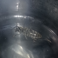 Sarosesthes fulminans