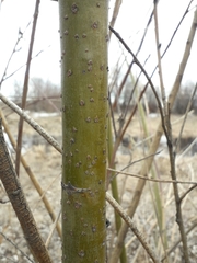 Salix