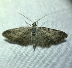 Eupithecia columbiata