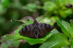 Pellicia costimacula
