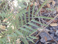Mimosa grahamii
