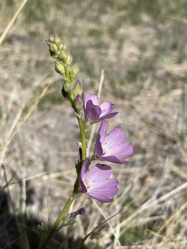 Image of Sidalcea covillei by (c) Matt Berger, some rights reserved (CC BY)