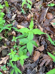 Silene stellata