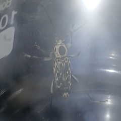 Sarosesthes fulminans