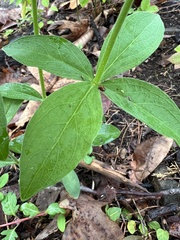 Silene stellata