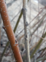 Salix