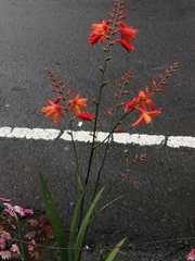 Crocosmia aurea