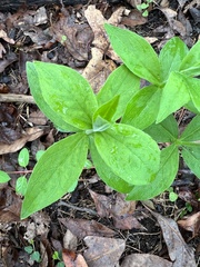 Silene stellata