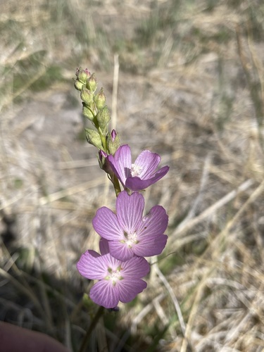 Image of Owens Valley Checkerbloom (Sidalcea covillei) by (c) Matt Berger, some rights reserved (CC BY)