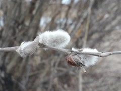 Salix
