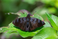 Pellicia costimacula