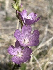 Sidalcea covillei