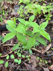 Silene stellata