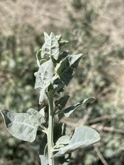 Atriplex torreyi