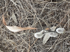 Salix