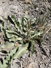 Crepis runcinata hallii