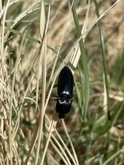 Melanactes