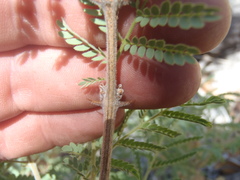 Mimosa grahamii