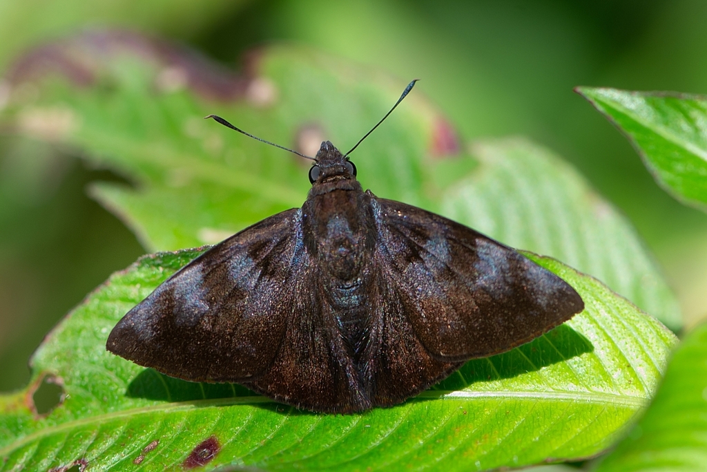 Pellicia costimacula