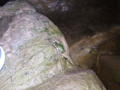Hyla wrightorum