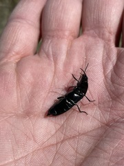 Melanactes