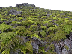 Tree Fern (Alsophila)