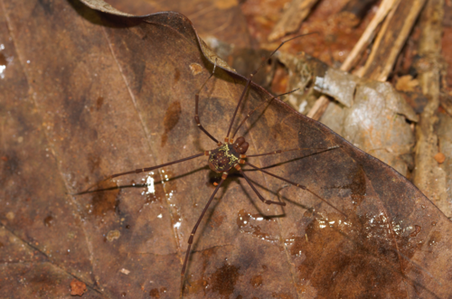 daddy longlegs