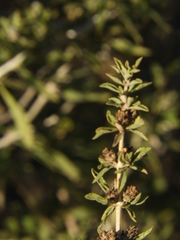 Lippia turbinata