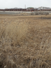 Phragmites australis