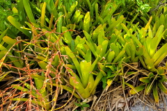 Aechmea blanchetiana