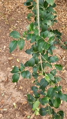 Ligustrum lucidum