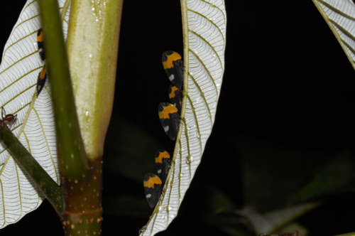 Phyllotropis fasciata