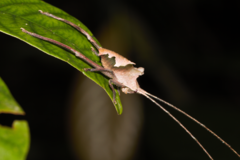 Pterochroza ocellata